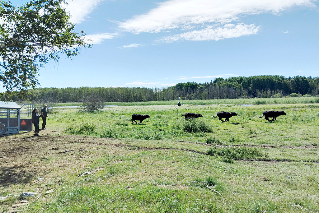 Fyra svarta springande vattenbufflar