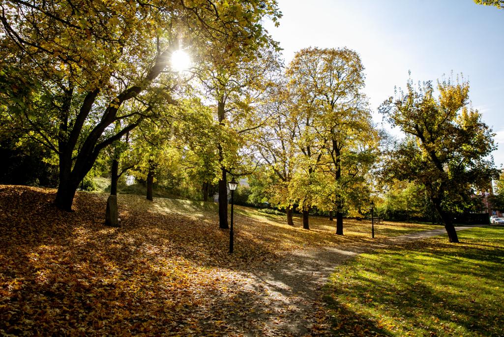 Foto på Skolparken under hösten. 