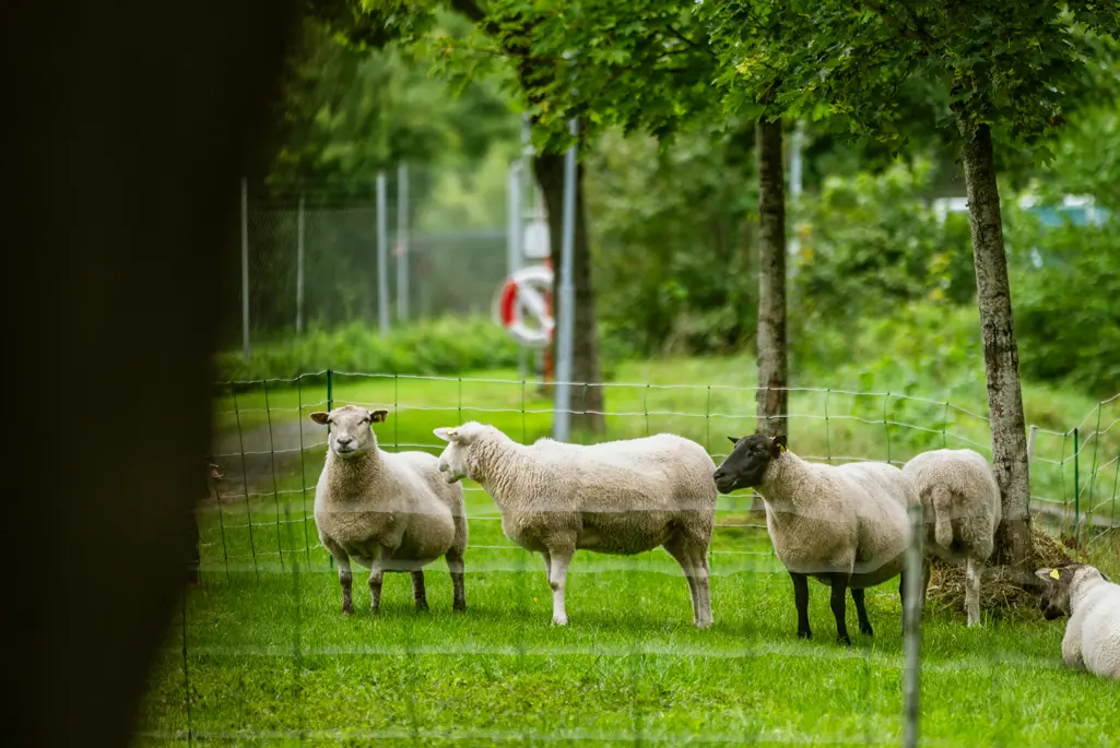 Foto på två får på en äng.