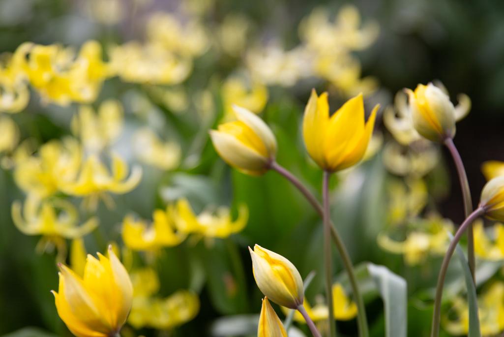 Gula botaniska tulpaner och hundtandslilja