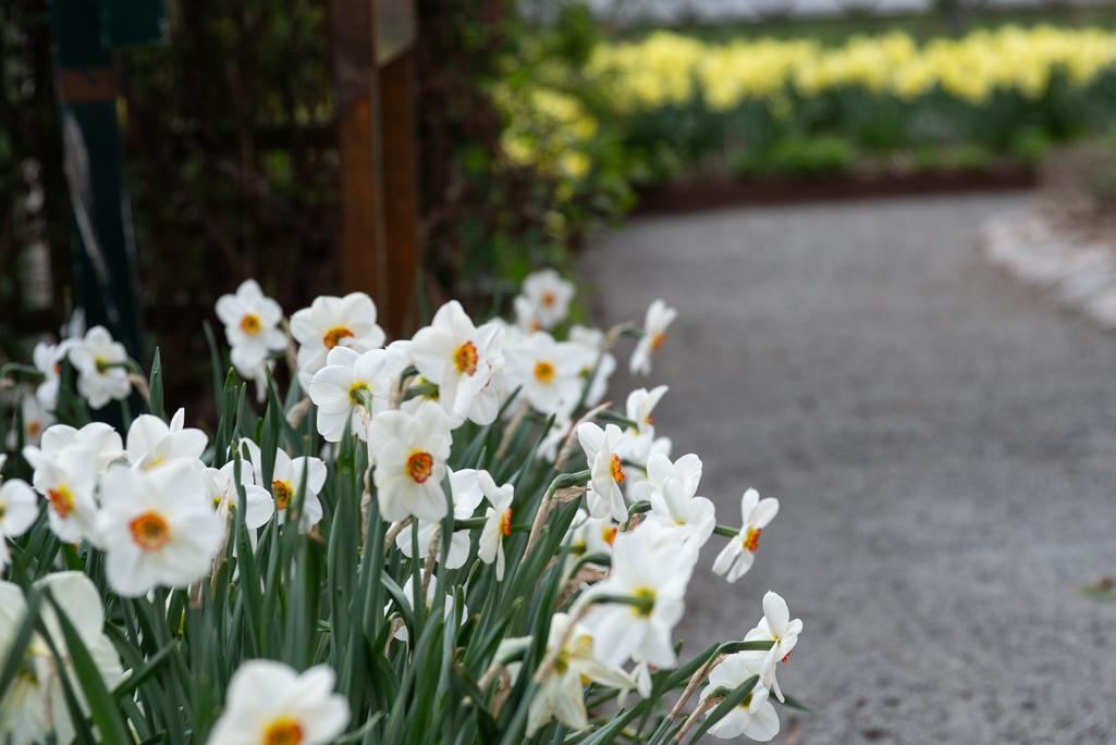 Gula narcisser i mängd.